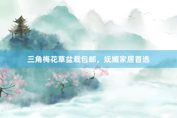 三角梅花草盆栽包邮，妩媚家居首选